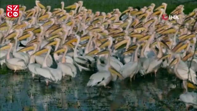 Binlerce kilometre öteden gelen pelikanlar görüntülendi