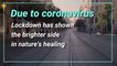 Thanks to Lockdown, Earth is Healing | Coronavirus Lockdown effects on animals