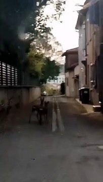 Covid-19 : deux chevreuils profitent du confinement dans les rues de Muret, au sud de Toulouse