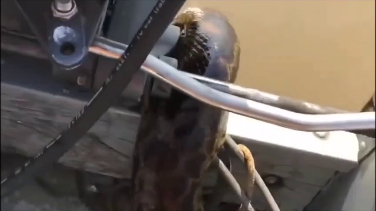 Un énorme anaconda grimpe dans leur bateau... Flippant