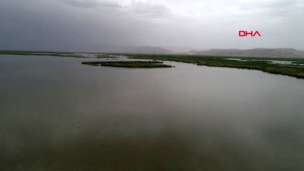 KONYA Kuş cenneti Akgöl Sazlığı'na flamingolar geldi