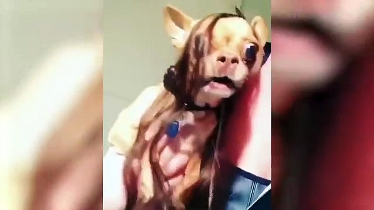 dogs vs cats are amazing