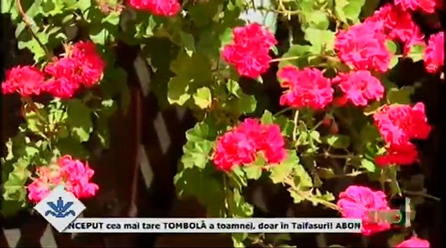 Nina Stamate - Fir-ai tu sa fii de dor (Vatra cantecelor noastre - ETNO TV - 04.10.2018)