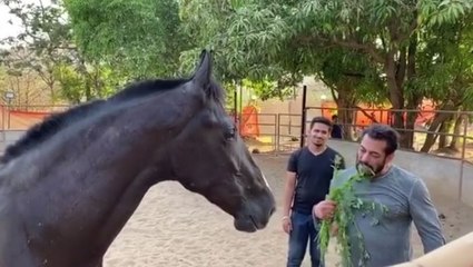 ಕುದುರೆ ಜೊತೆ ತಾನೂ ಹುಲ್ಲು ತಿಂದ ಸಲ್ಮಾನ್  | Salman Khan | With His Horse | Filmibeat kannada