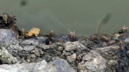 Abelhas