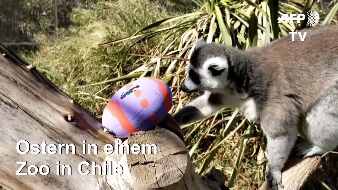 Ostern für Zootiere in Chile
