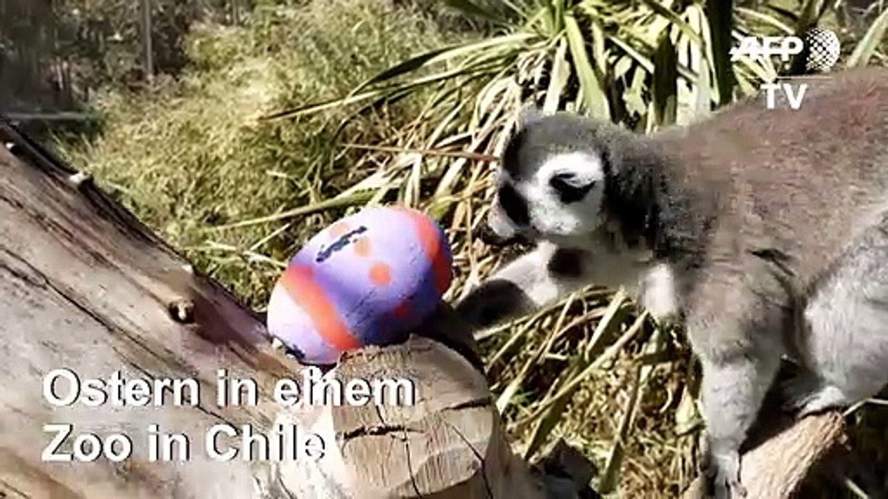 Ostern für Zootiere in Chile