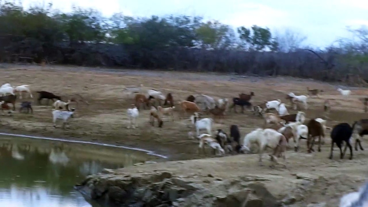 CABRAS