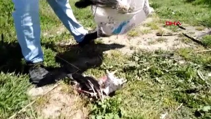 HATAY Çuvalda telef olmuş 3 leylek bulundu