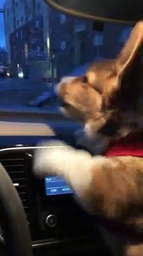 Puppy Disapproves of Windshield Wipers