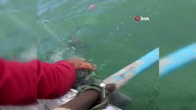 Ağlara takılan yunus balığını böyle kurtardı: Dur oğlum, dur bir tanem seni kurtaracağım