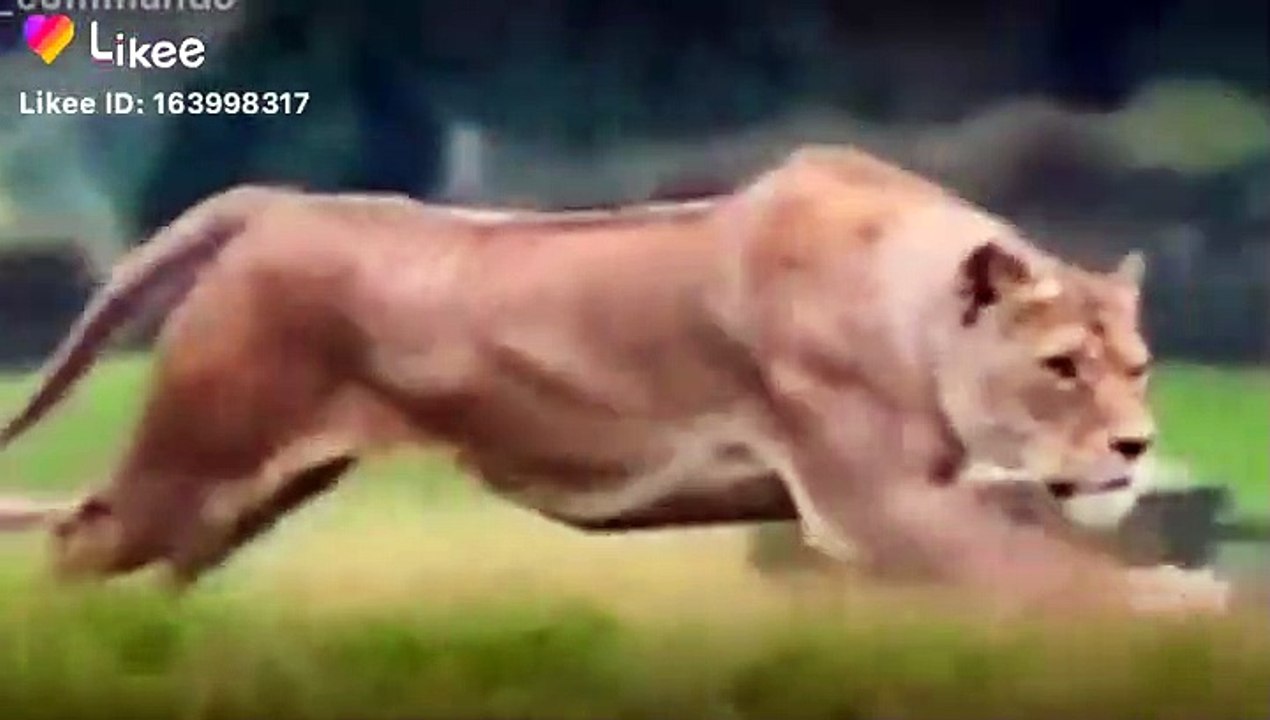Funny videos tiktok funny videos comedy videos tiktok viral video