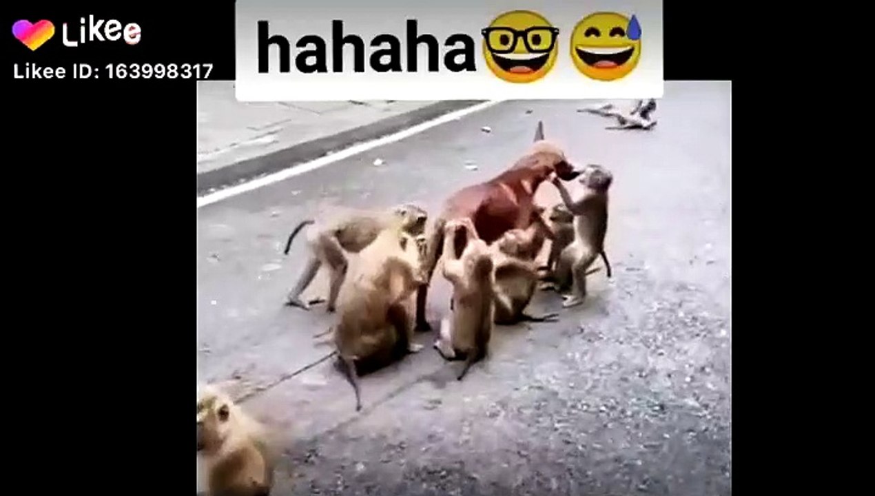Funny videos tiktok funny videos comedy videos tiktok viral videos