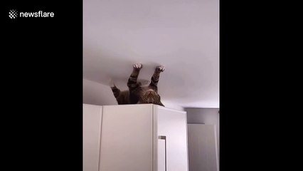 'Spider cat' UK cat lays on a white top cabinet trying to walk