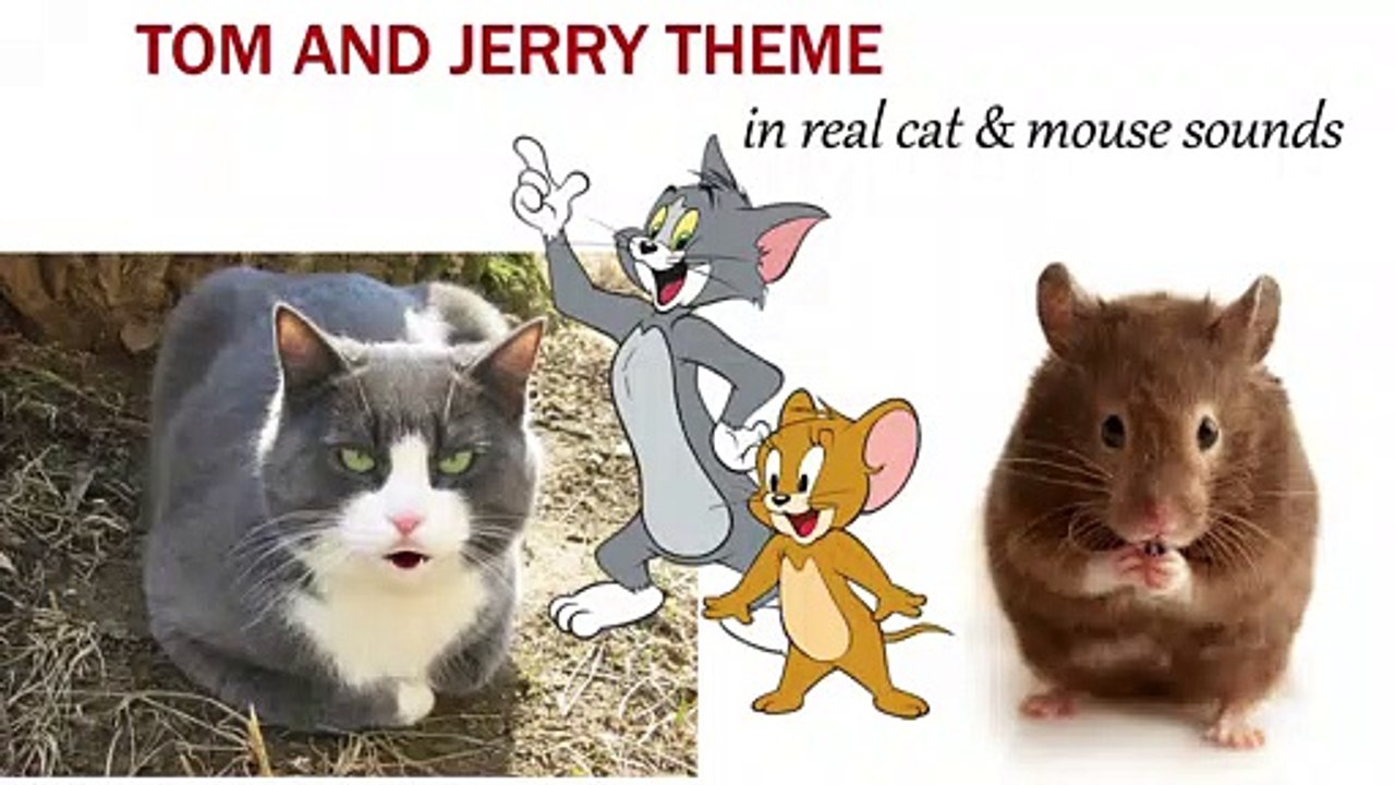 Tom& Jerry Theme (In real cat& mouse sounds)