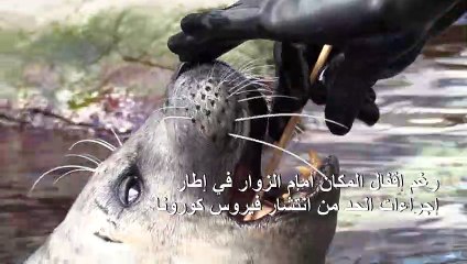 مواصلة الاهتمام بحيوانات الفقمة في بوسطن رغم إقفال الحوض أمام الزوار