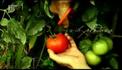 #38 - Vrtlarica 16.12.2012 - Zdravlje iz vrta