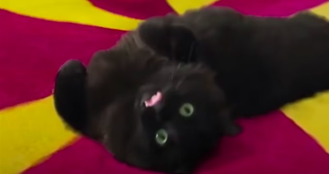 Ce chat a été ajouté dans un clip vidéo grâce à des effets spéciaux bluffants