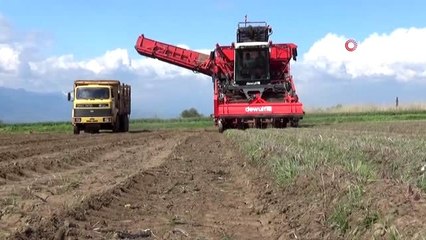 Siyah havuçta hasat heyecanı