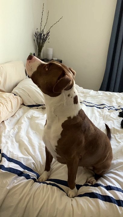 Dog Protects Humans from Tiny Spider
