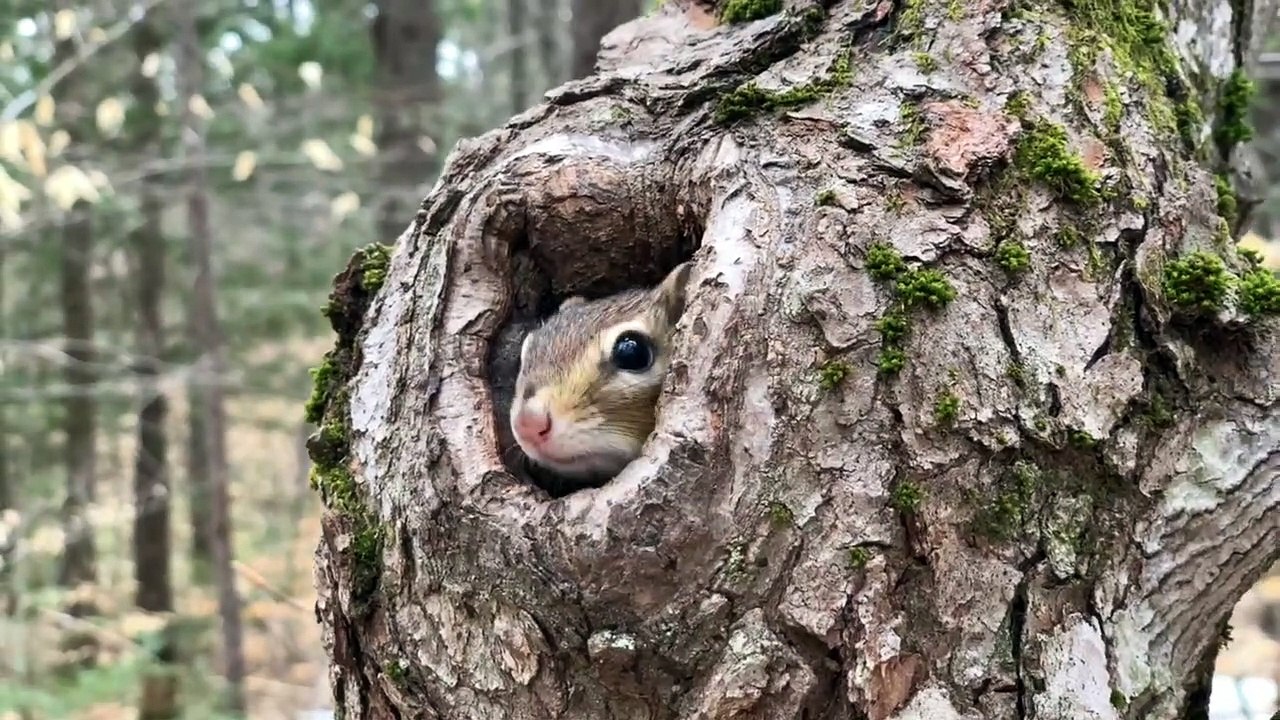 Chipmunk Comes Back for Close-Up