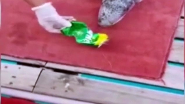 BALON BALIĞI TENEKEYİ PARÇALADI! - Fugu - Puffer Fish Eats the Tin