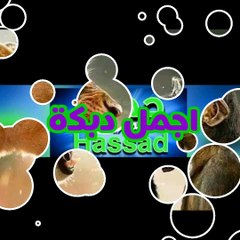 حيوانات وطيور ترقص على انغام موسيقى الدبكة العراقية