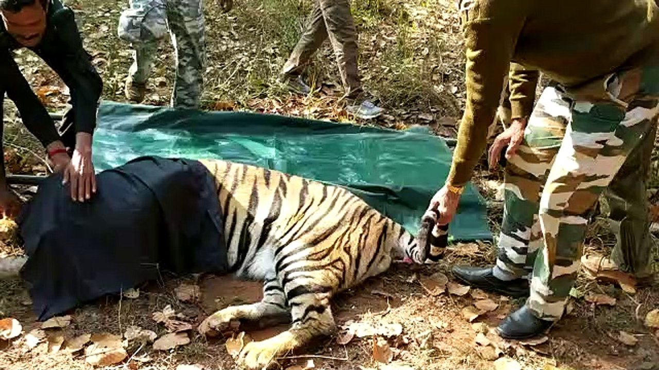 खूंखार टाइगर के मुंह में ढका काला कपड़ा, जंगल स...