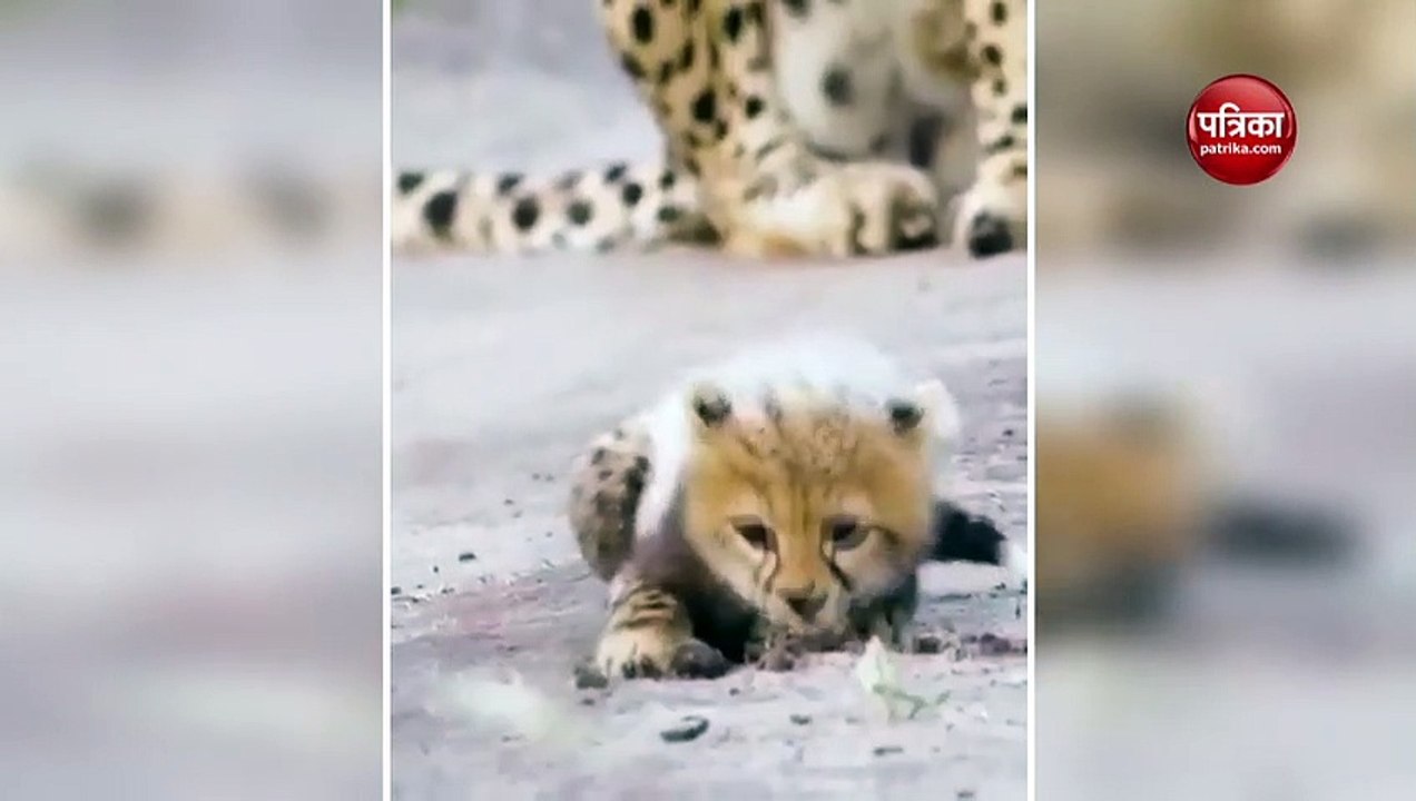cheetah cubs learn sharp hunting skills viral video