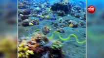 Ribbon eels increased the beauty of the sea