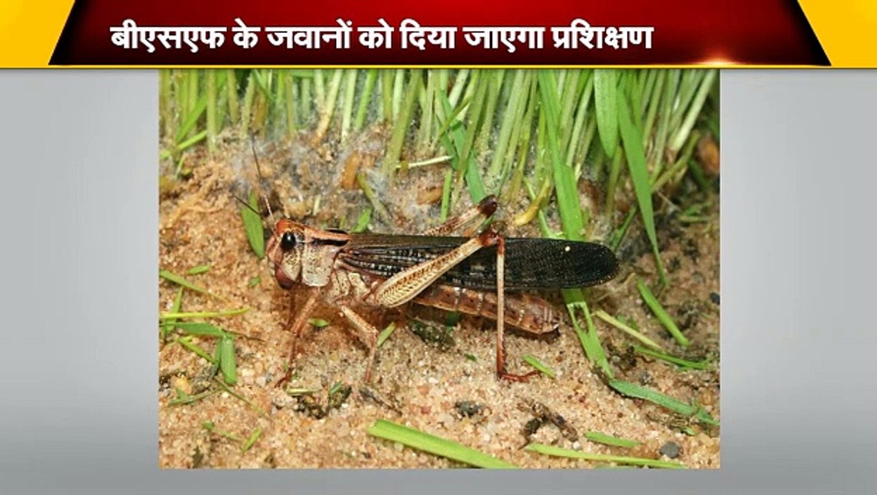 टिड्डियों के हमले पर लगाम कसेंगे बीएसएफ के जवान
