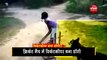 dog become wicket keeper in cricket match
