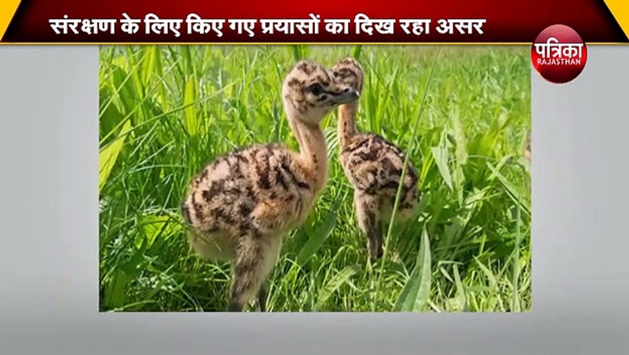 अब लुप्त नहीं होगा राजस्थान का राज्य पक्षी
