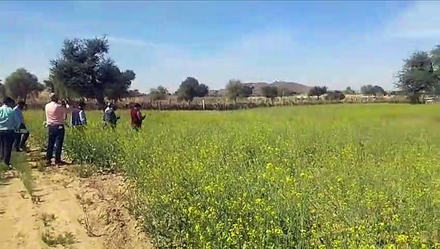 central locust control team visited affected villages of jodhpur