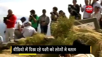 jatayu a divine bird of Ramayana is very rarely seen