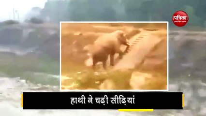 elephant using staircase