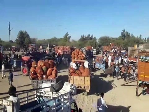 गोल्डन मटर के दामों से किसानों के खिले चेहरे, कोल्ड स्टोरेज में बढ़ रही मांग