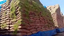 Thousands quintals of paddy ruin in open cap majhgwan