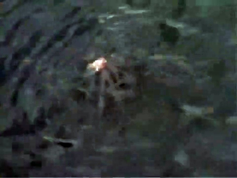 Il filme des petits poissons mais ce qui va surgir des profondeurs est incroyable