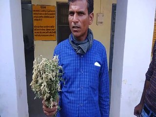 कीटनाशक छिडकऩे से चालीस बीघा चने की फसल झुलसी