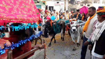 फुंकिया से सांसेरा भगवान की बारात में गई 21 बैलगाडिय़ां एवं 900 बाराती