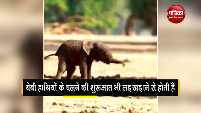 Baby elephants take an hour to stand a few more hours to waddle around