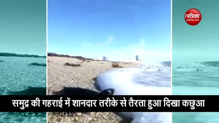 Turtle swimming won the hearts of people