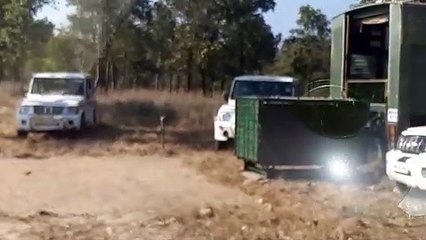 पचमढ़ी के घने जंगल में छोड़ा बाघ को