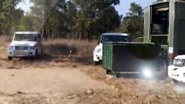 पचमढ़ी के घने जंगल में छोड़ा बाघ को