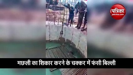 Fishing Cat Rescued by FD Officials viral video