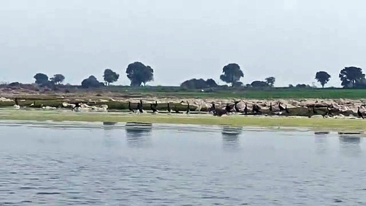पक्षियों की गणना पूरी अब 21 से होगीजलीय जीवों की गणना