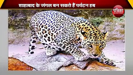 शाहाबाद के जंगल बन सकते हैं पर्यटन का हब