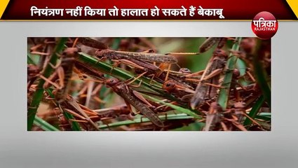 किसानों के लिए नया खतरा: टिड्डी के अंडे