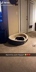 Cat Wants Love from Doggo